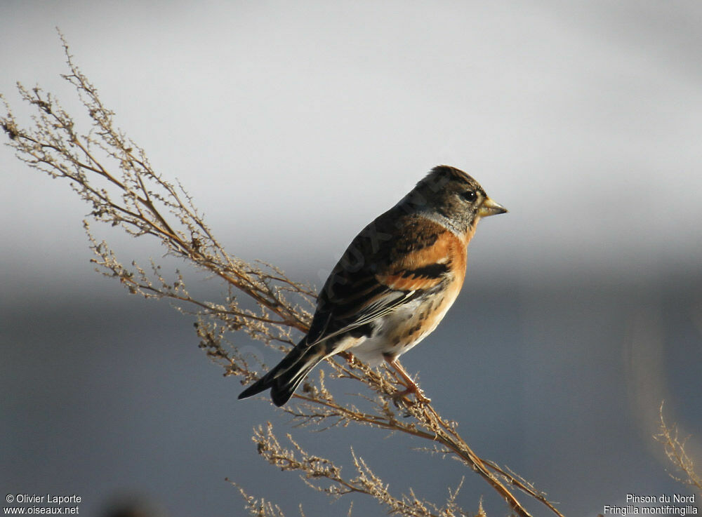 Brambling