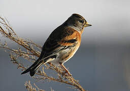 Brambling