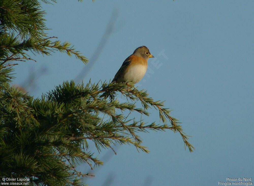 Brambling