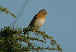 Brambling