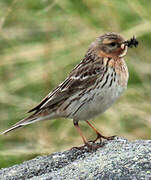 Red-throated Pipit