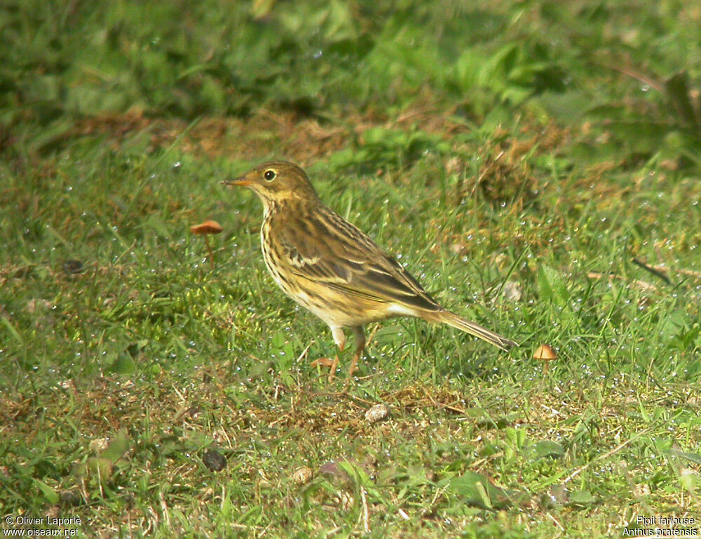 Meadow Pipit