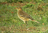 Pipit farlouse