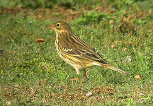 Pipit farlouse