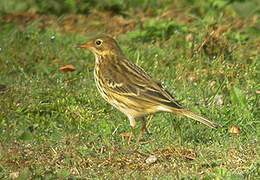 Pipit farlouse