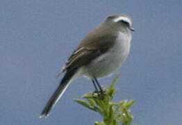 White-browed Chat-Tyrant