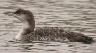 Common Loon