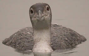 Common Loon