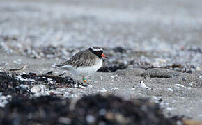 Shore Plover