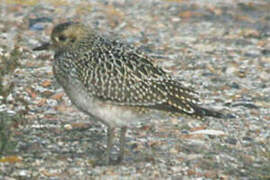 European Golden Plover