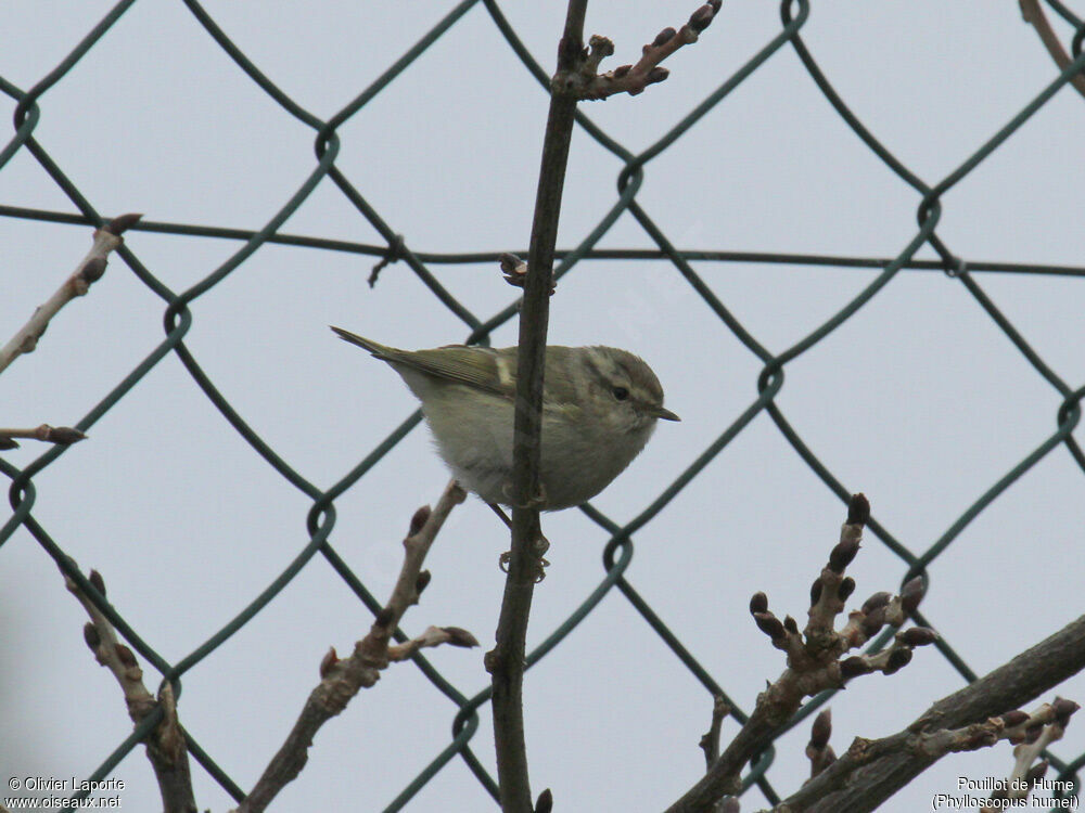 Hume's Leaf Warbler