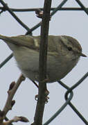 Hume's Leaf Warbler