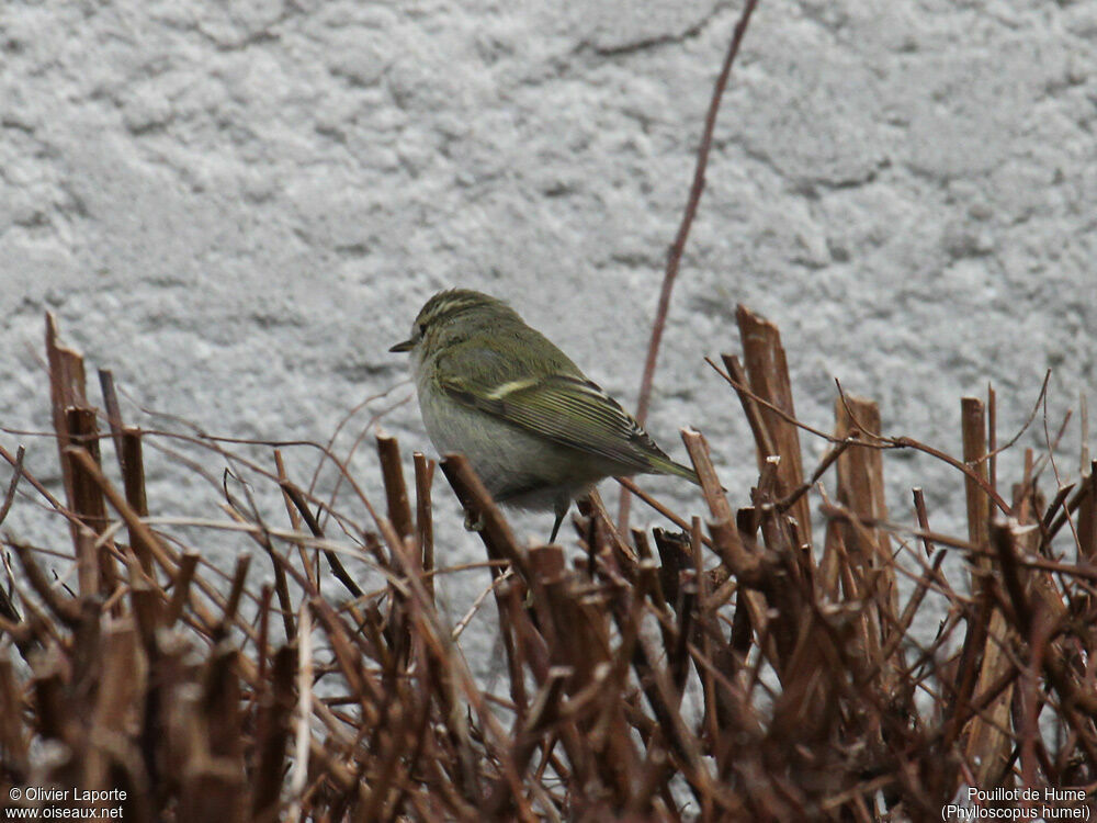 Hume's Leaf Warbler