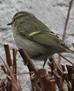 Hume's Leaf Warbler