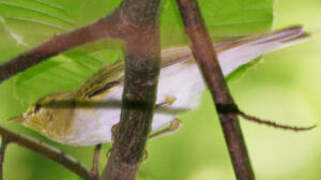 Wood Warbler