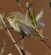 Common Chiffchaff