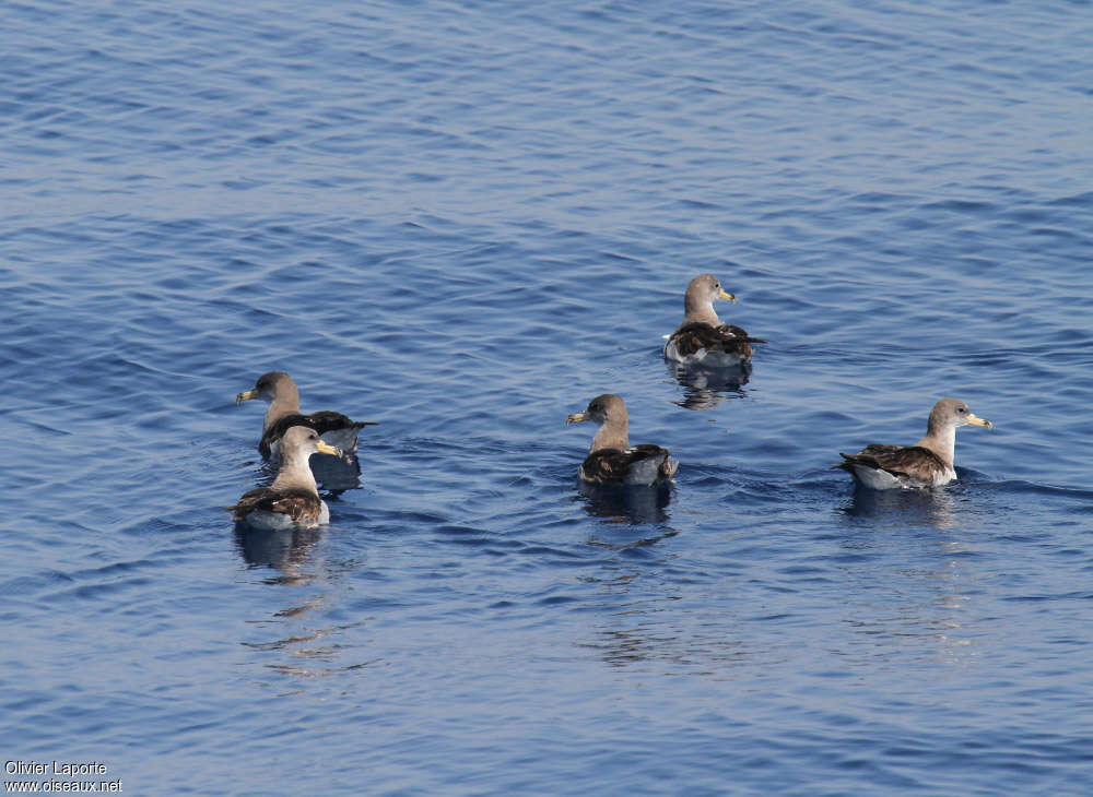 Puffin de Scopoli, nage