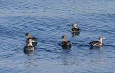 Puffin de Scopoli