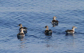 Scopoli's Shearwater