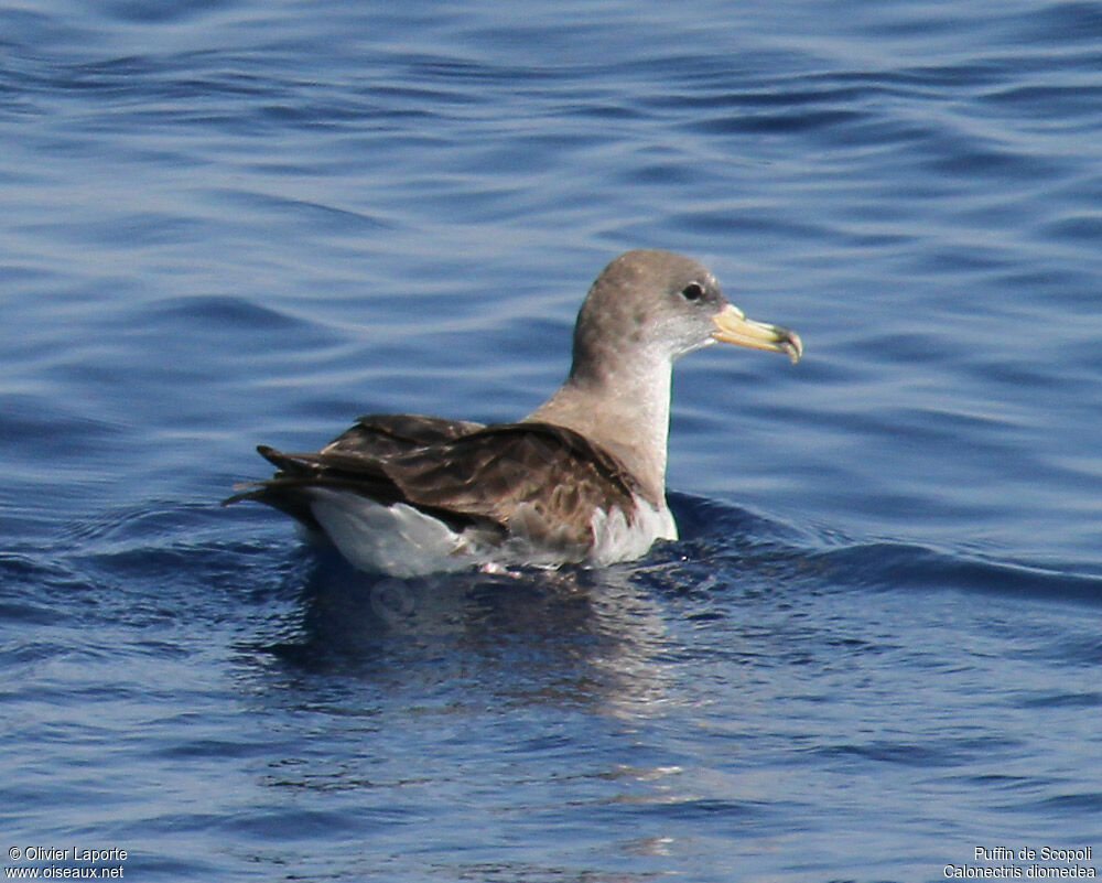 Scopoli's Shearwater