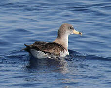 Scopoli's Shearwater