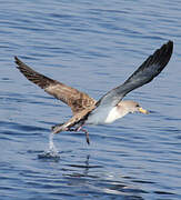 Scopoli's Shearwater