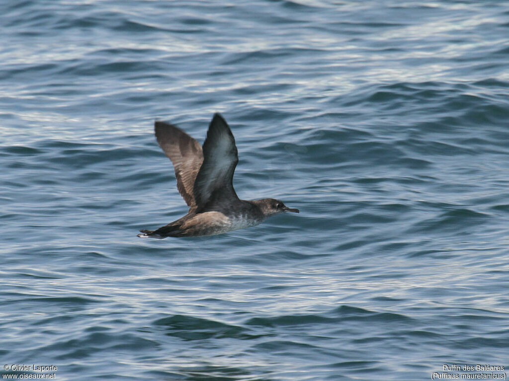 Balearic Shearwater, Flight