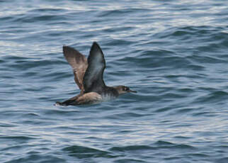 Puffin des Baléares