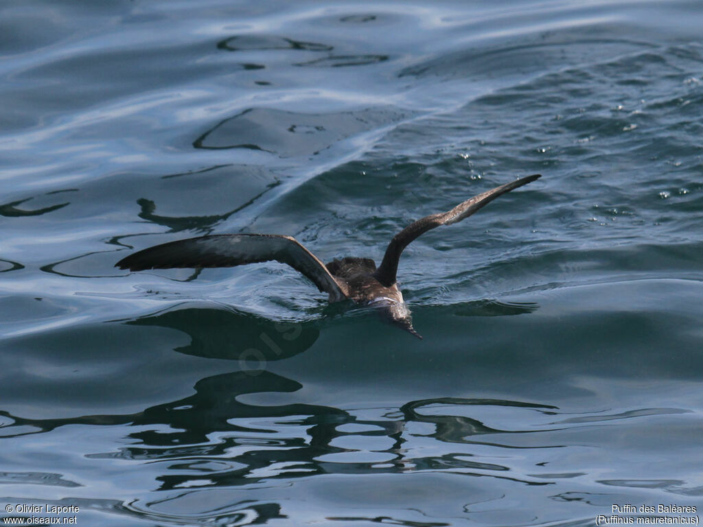 Balearic Shearwater, Behaviour