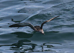 Puffin des Baléares