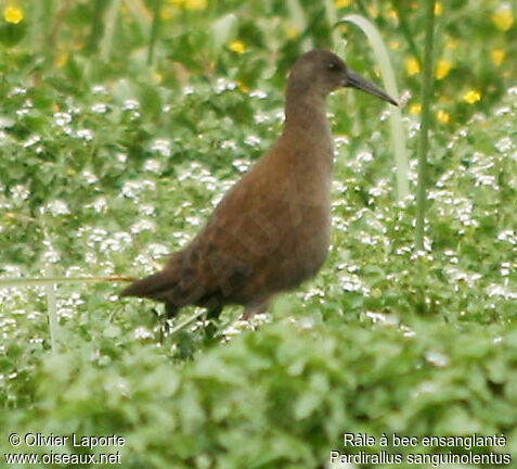 Plumbeous Railimmature