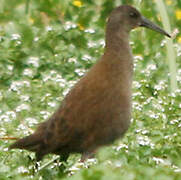 Plumbeous Rail