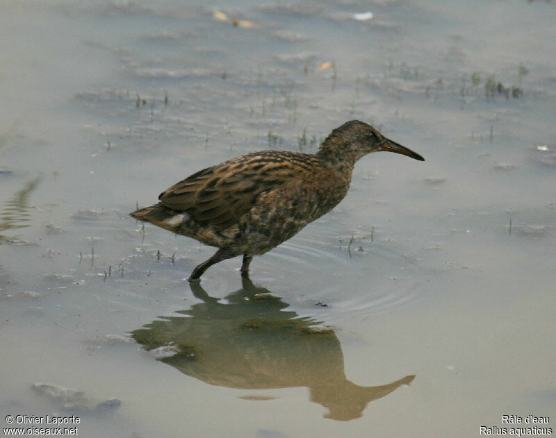 Water Railjuvenile, identification