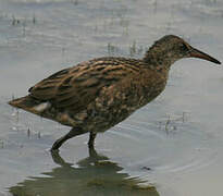 Water Rail