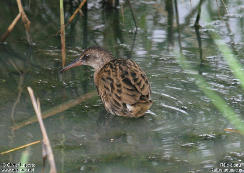 Water Railjuvenile, identification