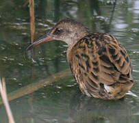 Water Rail