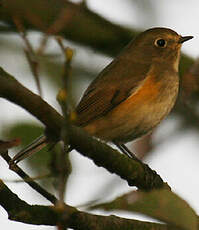 Robin à flancs roux