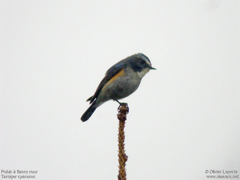 Red-flanked Bluetail male adult breeding, identification