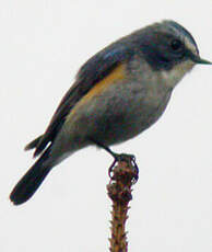 Robin à flancs roux