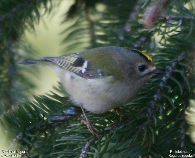 Goldcrestadult post breeding