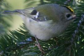 Goldcrest