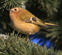 Goldcrest