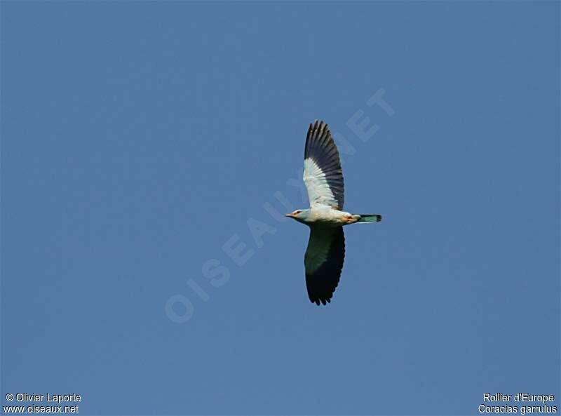 European Roller