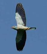 European Roller