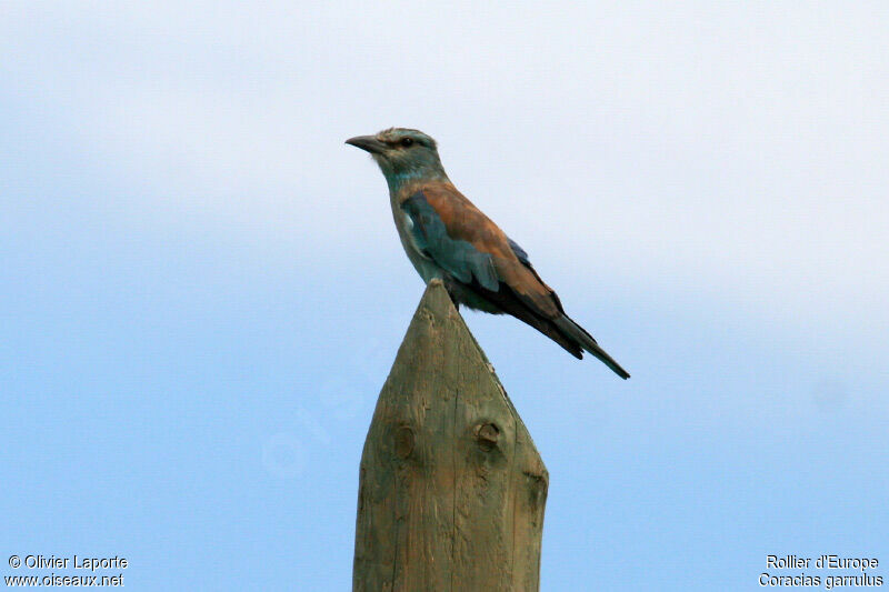 European Roller