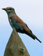 European Roller