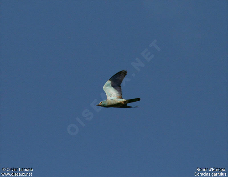 European Roller