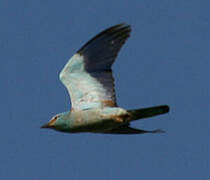 European Roller