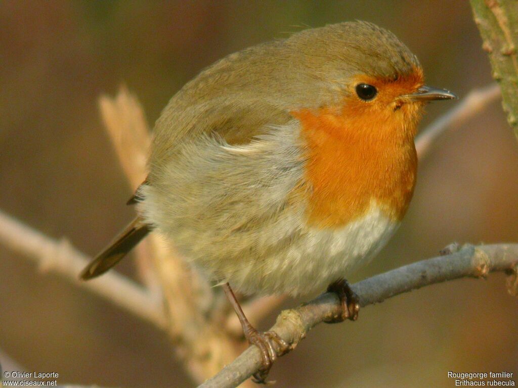 European Robin