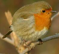 European Robin